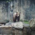 Bioparco in Rom: Braunbär (Orso bruno)