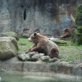 Bioparco in Rom: Braunbär (Orso bruno)