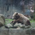 Bioparco in Rom: Braunbär (Orso bruno)