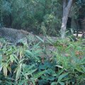 Bioparco: Kaukasischer Leopard