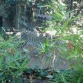 Bioparco: Kaukasischer Leopard