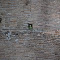 Papagei in den Mauerlöchern der Basilica Santi Giovanni e Paolo
