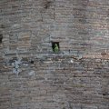 Papagei in den Mauerlöchern der Basilica Santi Giovanni e Paolo