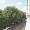Blick vom Giardini Carducci auf die Viale Indipendenza