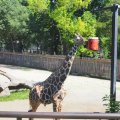 Bioparco: Giraffe