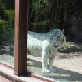 Bioparco: Gladio, der weiße Tiger (Tigre Bianco)