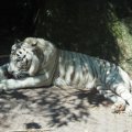 Bioparco: Gladio, der weiße Tiger (Tigre Bianco)