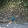 Bioparco: Pfau