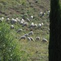 Ausblick von unserer Terrasse auf eine Schafsherde im Spa Resort Fonte Alla Lepre