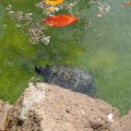 Schildkröten im Laghetto di Villa Borghese