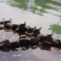 Schildkröten im Laghetto di Villa Borghese