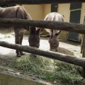Bioparco: Esel