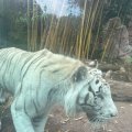 Bioparco: Galdio, der weiße Tiger