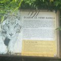 Bioparco: Infoschild zu Galdio, dem weißen Tiger