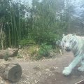 Bioparco: Galdio, der weiße Tiger