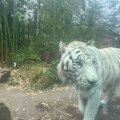 Bioparco: Galdio, der weiße Tiger