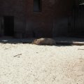 Rom_2025_010