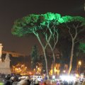 Pinien an der Piazza di San Marco (Silvester 2012)