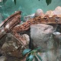 Abgottschlange (Boa constrictor)