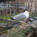 Noch eine Möwe vor dem trajanischem Forum
