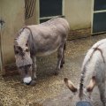 Esel im Biopoarco