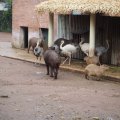 Emus, Capybara und Co im Bioparco