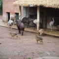 Emus, Capybara und Co im Bioparco