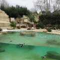 Afrikanische Pinguine im Bioparco