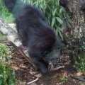 Binturong im Bioparco