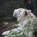 Gladio, der weisse Tiger im Bioparco