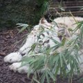 Gladio, der weisse Tiger im Bioparco