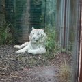Gladio, der weisse Tiger im Bioparco