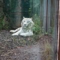 Gladio, der weisse Tiger im Bioparco