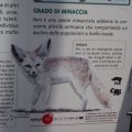 Infoshild für den Fennex im Bioparco