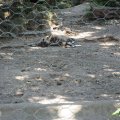 Afrikanischer Wildhund im Bioparco