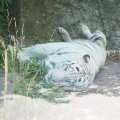 Gladio der weisse Tiger im Bioparco