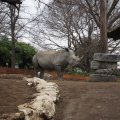 Bioparco in Rom: Weißes Nashorn (Rinoceronte bianco)