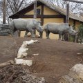 Bioparco in Rom: Weißes Nashorn (Rinoceronte bianco)
