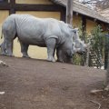 Bioparco in Rom: Weißes Nashorn (Rinoceronte bianco)