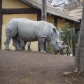 Bioparco in Rom: Weißes Nashorn (Rinoceronte bianco)