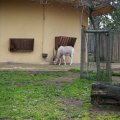Bioparco in Rom: Addax