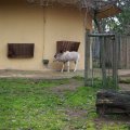Bioparco in Rom: Addax