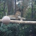 Bioparco in Rom: Kaukasischer Leopard (Leopardo del Caucaso)