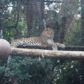 Bioparco in Rom: Kaukasischer Leopard (Leopardo del Caucaso)