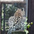 Bioparco in Rom: Kaukasischer Leopard (Leopardo del Caucaso)
