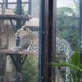 Bioparco in Rom: Kaukasischer Leopard (Leopardo del Caucaso)