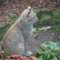 Bioparco in Rom: Eurasischer Luchs (Lince Euroasiatica)