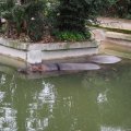 Bioparco in Rom: Amphibisches Nilpferd (Ippopotamo anfibio)