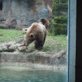 Bioparco in Rom: Braunbär (Orso bruno)