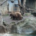 Bioparco in Rom: Braunbär (Orso bruno)
